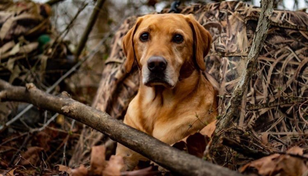 hrretrievers.com-gundog-trainer-1002