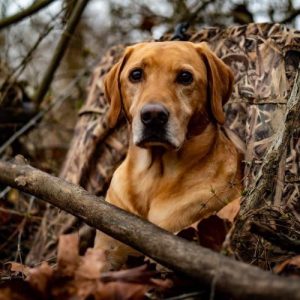 hrretrievers.com-gundog-trainer-1002 hrretrievers.com-gundog-trainer-1002