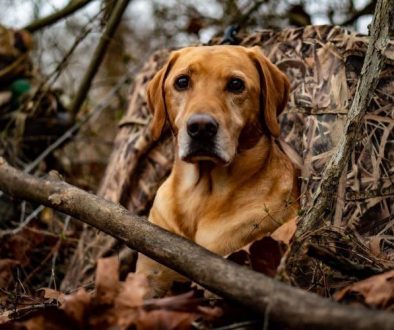 hrretrievers.com-gundog-trainer-1002