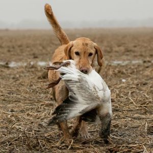 hrretrievers.com-gundog-trainer-1028 hrretrievers.com-gundog-trainer-1028