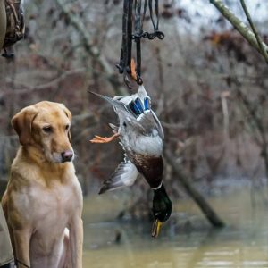 hrretrievers.com-gundog-trainer-1037 hrretrievers.com-gundog-trainer-1037