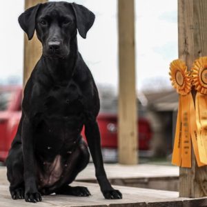 hrretrievers.com-gundog-trainer-1039 hrretrievers.com-gundog-trainer-1039