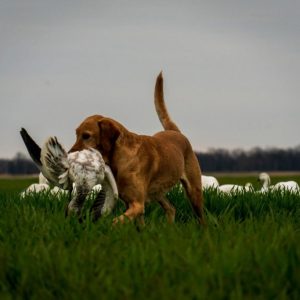 hrretrievers.com-gundog-trainer-1047 hrretrievers.com-gundog-trainer-1047