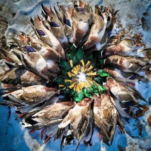 hrretrievers.com-gundog-trainer-1050 hrretrievers.com-gundog-trainer-1050