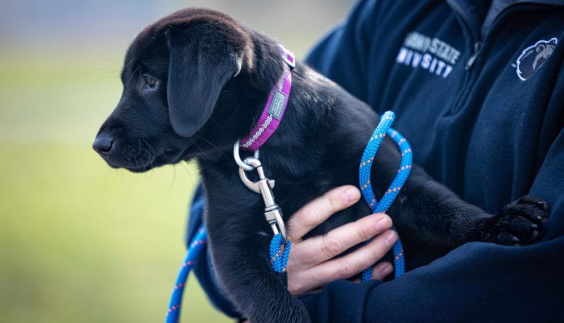 hrretrievers.com-gundog-trainer-1057