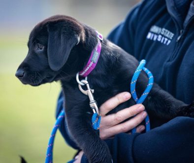 hrretrievers.com-gundog-trainer-1057