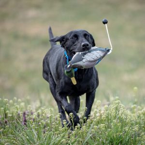 hrretrievers.com-gundog-trainer-1062 hrretrievers.com-gundog-trainer-1062