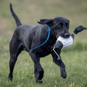 hrretrievers.com-gundog-trainer-1075 hrretrievers.com-gundog-trainer-1075