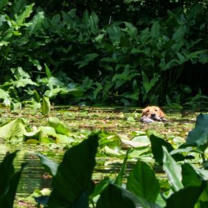 hrretrievers.com-gundog-trainer-1076 hrretrievers.com-gundog-trainer-1076