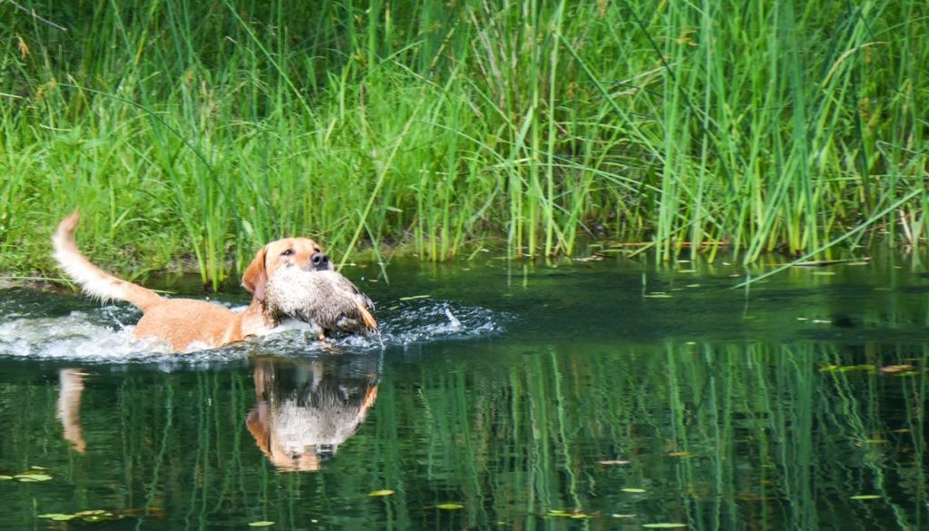 hrretrievers.com-gundog-trainer-1077