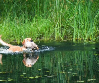 hrretrievers.com-gundog-trainer-1077